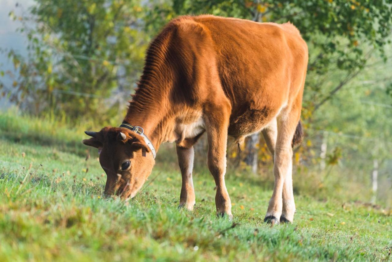 Penzion Jizera Malá Skála Mala Skala Exterior foto
